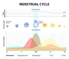 Ciclo mestruale